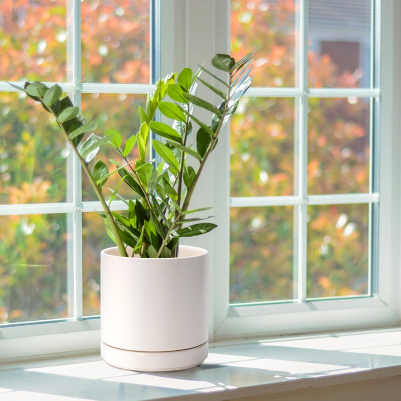 D'vine Dev 6 Inch Ceramic Planter Pot with Drainage Hole and Saucer, Indoor Cylinder Round Planter Pot, Oatmeal, 94-O-C-8 - Image 5